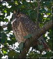 _1SB4074 great-horned owl
